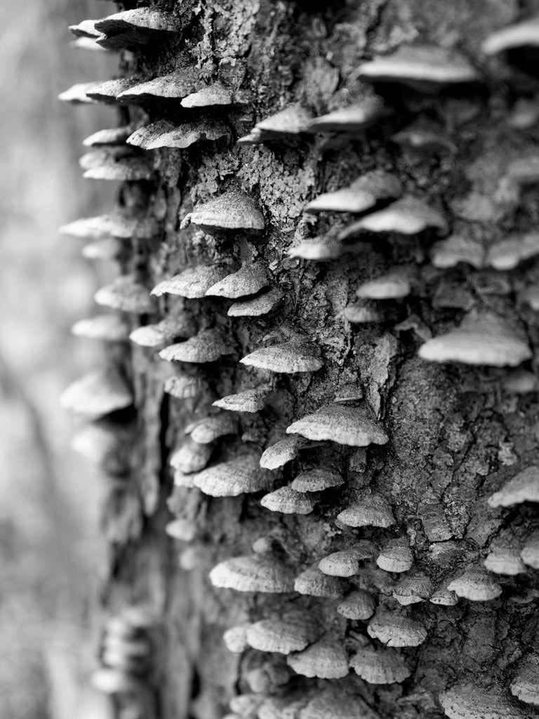 Black and white photograph of a tree trunk covered with small fungus ears.