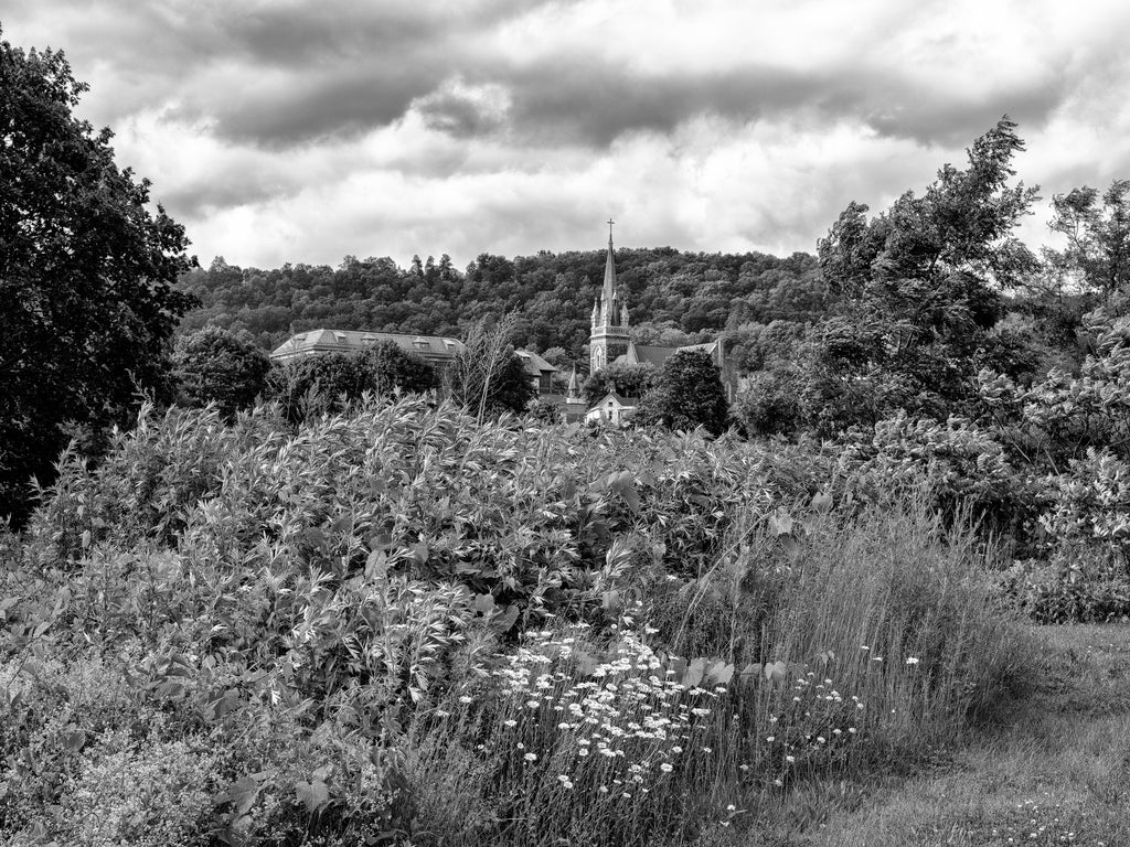 Black and white photograph of summer wildflowers growing along the Erie Canal near the small village of Little Falls, New York.
