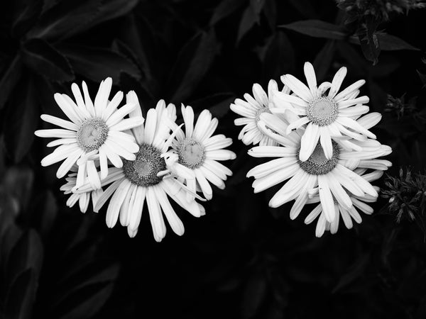 Black and white photograph of several daisies clustered together in a garden with a dark background.