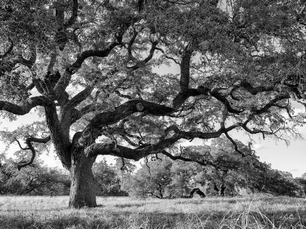 Black and white landscape photograph featuring a magnificent oak tree with branches reaching out over a grassy field in South Texas.