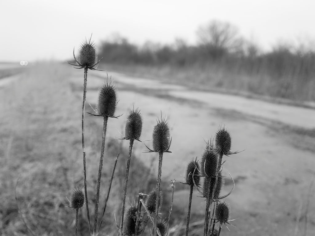 Black and white photograph of thistles growing along an abandoned stretch of old Route 66 in Illinois between Mount Olive and Litchfield.