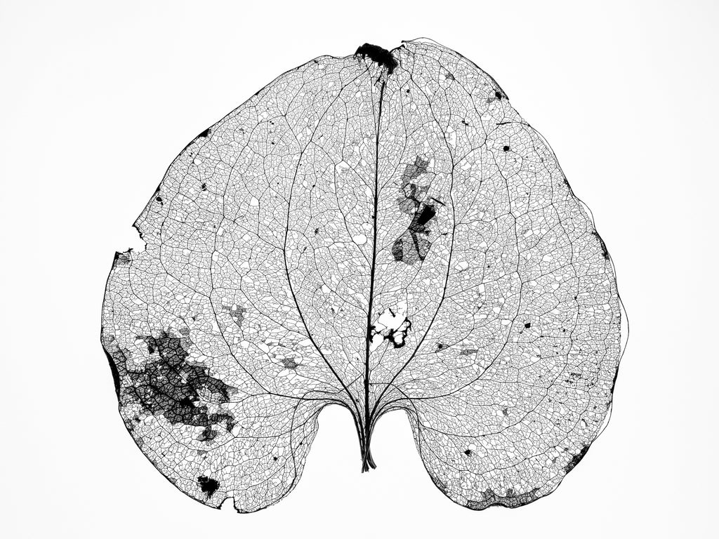 Black and white photograph of a beautifully detailed and ornate leaf skeleton on a white background.