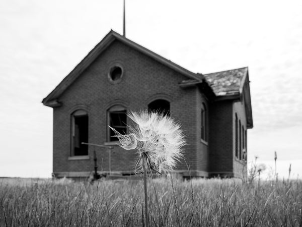 Black and white photograph of a big salsify dandelion plant growing in the tall grass surrounding an abandoned one-room schoolhouse on the American prairie.