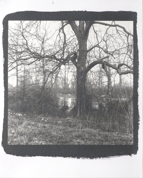 One-of-a-kind, handmade platinum/palladium print showing a winter tree on a foggy morning in the Mississippi Delta. Limited to an edition of 8 at this size plus two artist proofs, the price will increase with each sale.