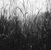 Black and white photograph of a section of overgrown winter grasses, forming a lyrical, almost abstract composition. This photograph was captured on Ilford 400 speed medium format (120mm) film, and scanned at a very large size.