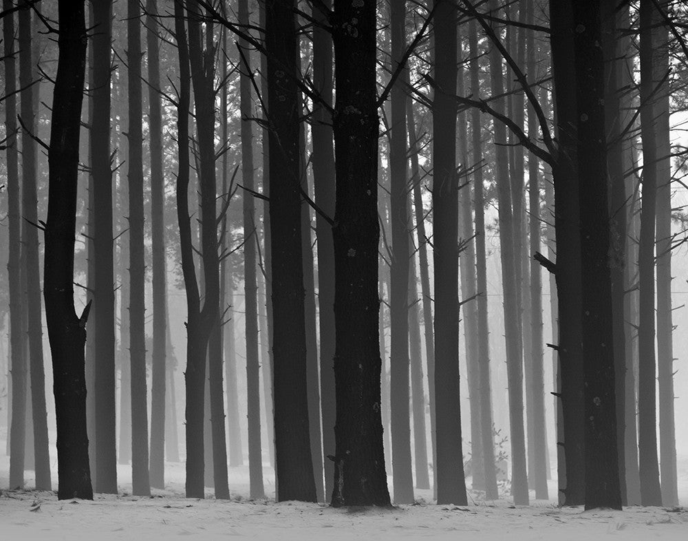 Black and white landscape photograph of a forest in fog.