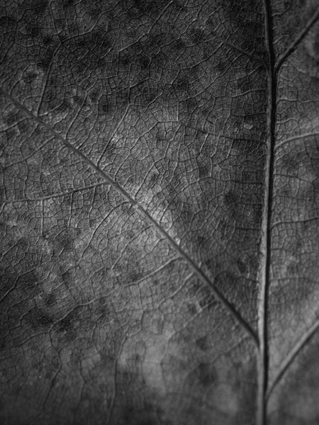 close-up abstract photograph of a detailed leaf