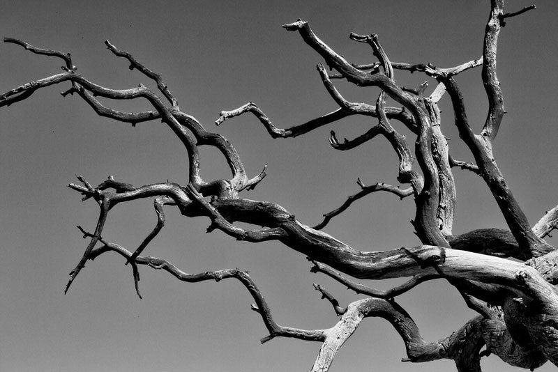 Black and white fine art photograph of the gnarled branches of a dead tree reaching out across a pure blue Colorado sky.