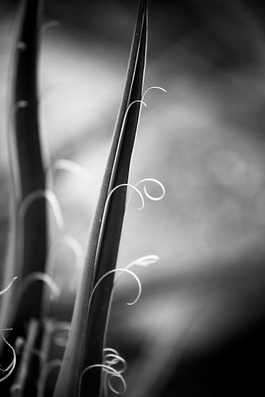 Black and white fine art photograph of curled fibers from the edges of a banana yucca at Mesa Verde, Colorado. Banana Yuccas were a source of nutrients for Native Americans, and the ancenstors of this plant may have helped feed the Ancestral Puebloans at the cliff dwellings in Mesa Verde a thousand years ago.