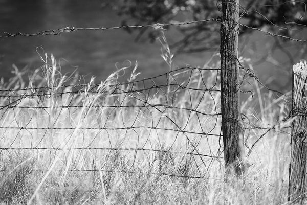 Black and white fine art landscape photograph of a quiet scene, with a fence line and gently blowing grasses.