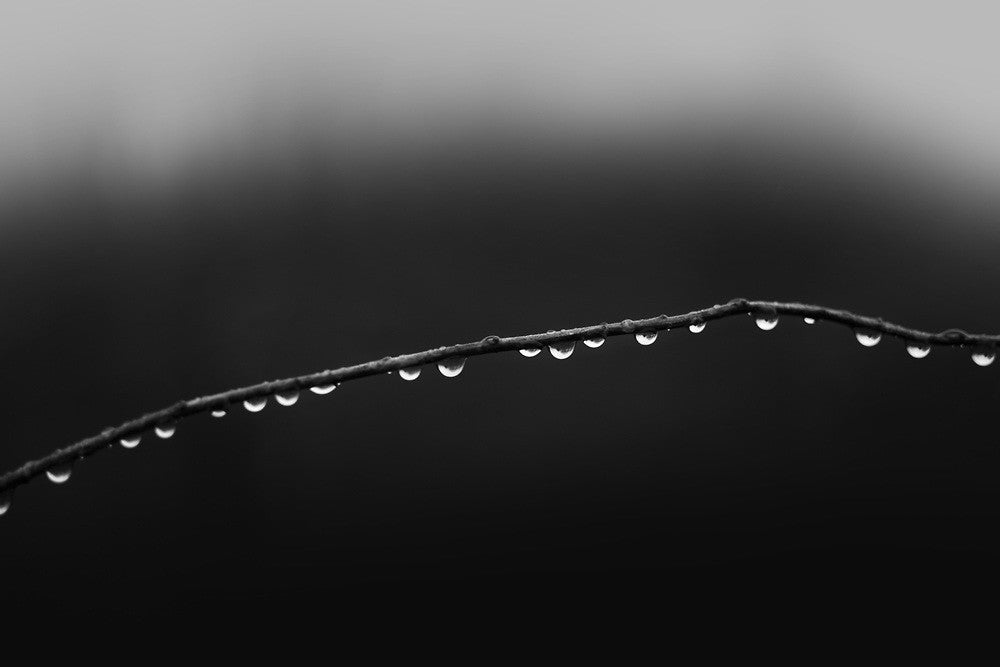 Dramatic black and white photograph of a row of sparkling raindrops dangling on a curved rose cane. 