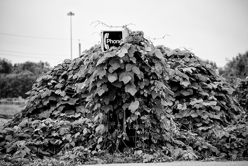 Black and white photograph of an old telephone booth completely covered in ivy, with only part of the "Phone" sign sticking out of the ivy.