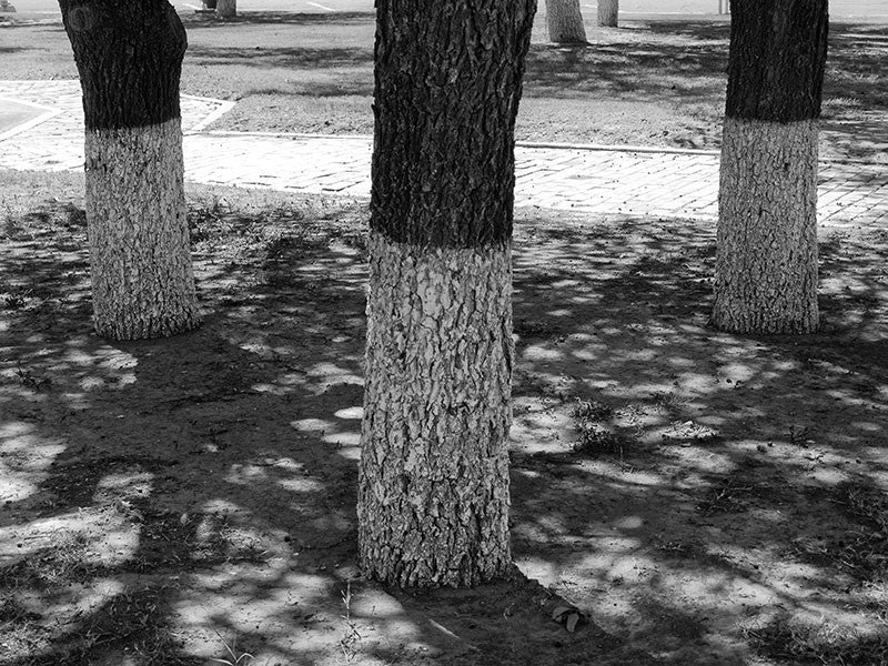 Black and white photograph of three painted tree trunks in a sundappled plaza in the small West Texas town of Pecos.