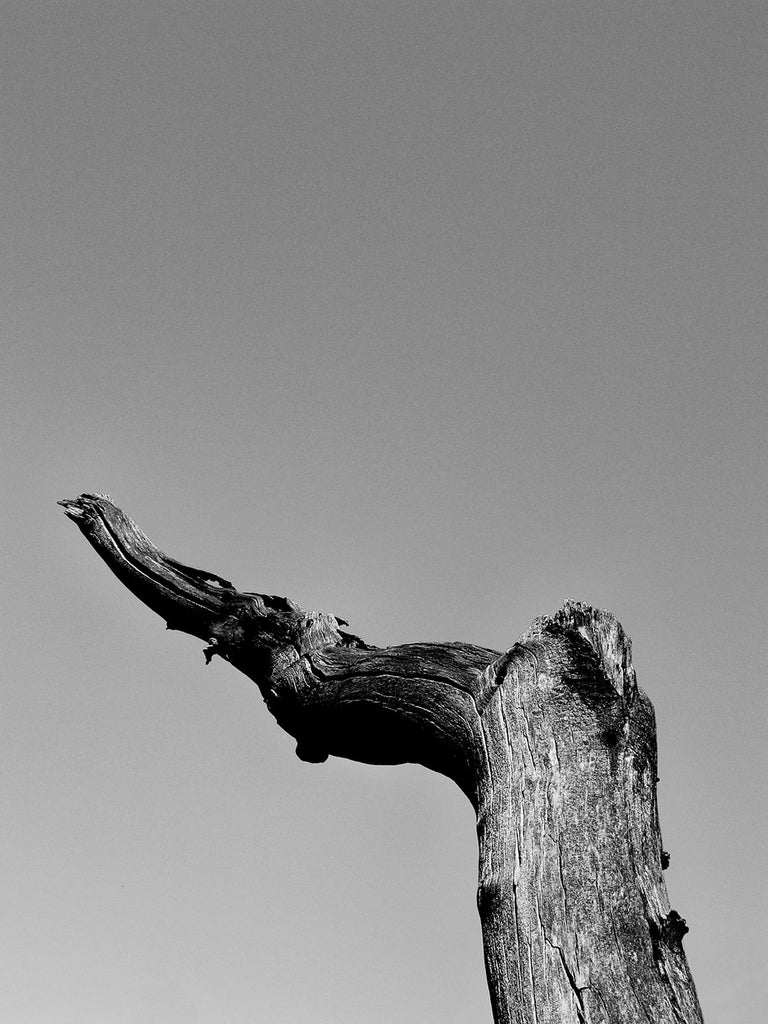 Black and white landscape photograph of a dead tree curving across the blue West Texas desert sky.