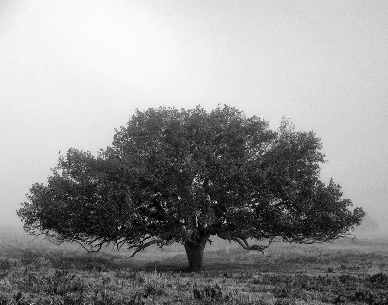 Black and white landscape photograph of a beautiful big tree in the Texas Hill Country near Burnet, shrouded in an early morning fog.