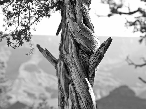 Black and white landscape photograph of a twisted tree standing on the South Rim of the Grand Canyon, in Arizona.