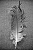 fron of unframed black and white photo poster of feather detail