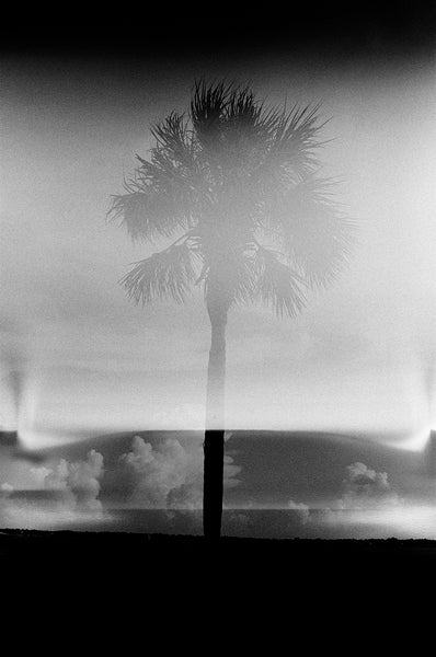 Black and white photograph of a Charleston palm tree photographed on classic Kodak Tri-X film, but accidentally ruined by a camera malfunction. We like the unexpected results. Enlargements will display Tri-X famous and distinctive film grain.