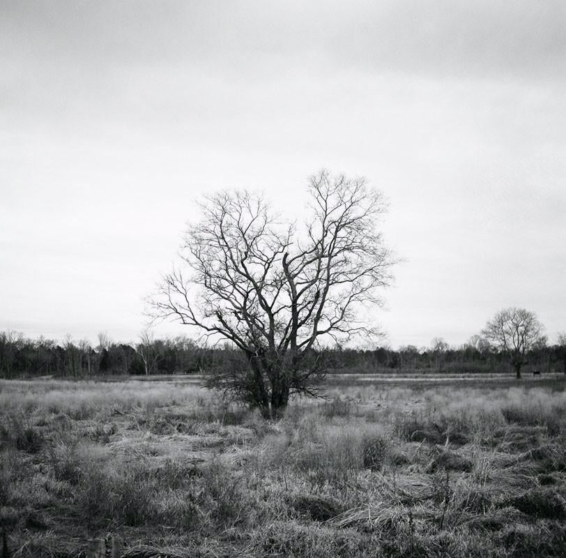 Black and white landscape photograph of a tree in winter, surrounded by tall grass in an open pasture. 
