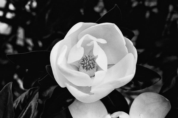 Black and white photograph of a magnolia blossom on the branches of a magnolia tree in springtime. This photograph was shot on Kodak Tri-X black and white film using a vintage camera.