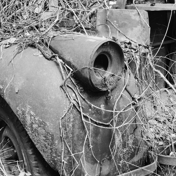 Black and white photograph of the front fender of a rusty antique pickup truck wrapped in dead vines. (Square format)
