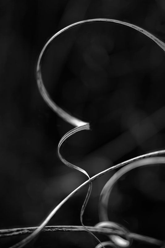 Black and white macro photograph of long blades of grass in a swirling and looping composition, set against a dark background.