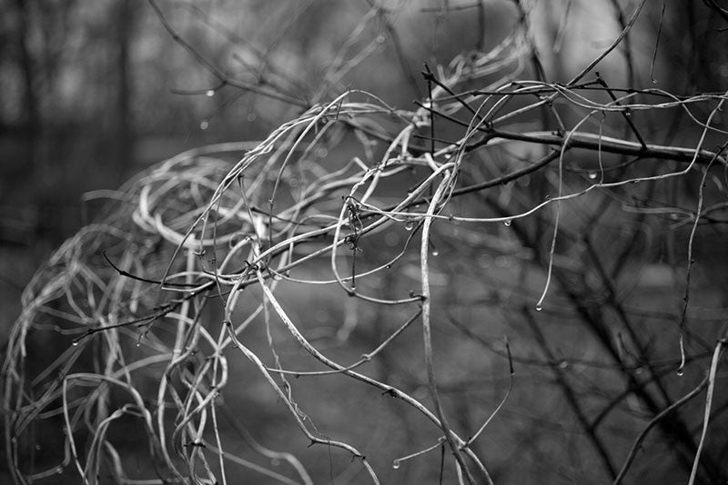 Black and white landscape photograph of tangled vines on a rainy day.