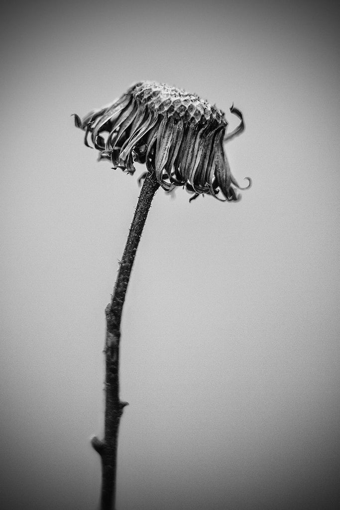 Detailed black and white photograph of a tiny dead flower bloom