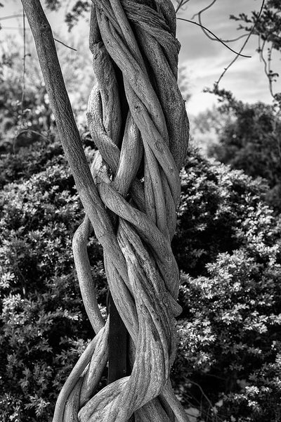 Black and white landscape detail photograph of a column of thick, tangled vines