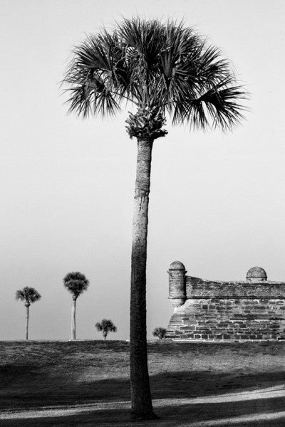 Black and white landscape photograph of a tall palm tree with historic Castillo de San Marcos in the background, along the Atlantic coast at St. Augustine, Florida.
