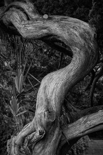 Black and white landscape photograph of a beautifully undulating tree trunk set against dark foliage near the Atlantic coast at St. Augustine, Florida.