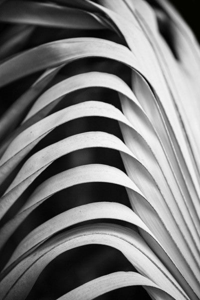 Black and white abstracted photograph of dried palm leaves in a Florida forest.