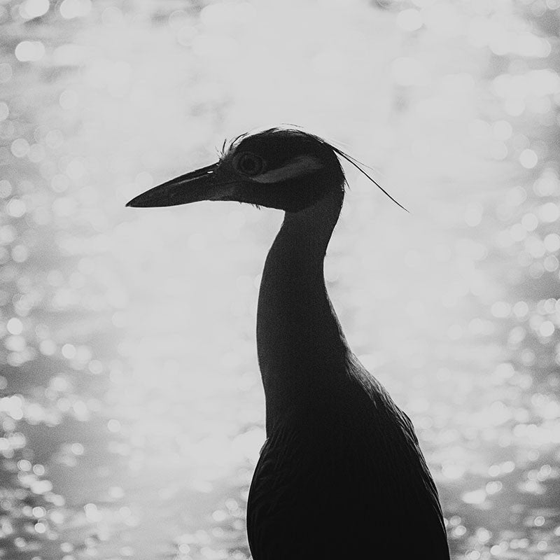 Black and white fine art photograph of a beautiful heron captured in silhouette against sunset glaring from the water.