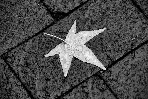 Black and white photograph of fallen yellow leaf holding sparkling raindrops on its surface.