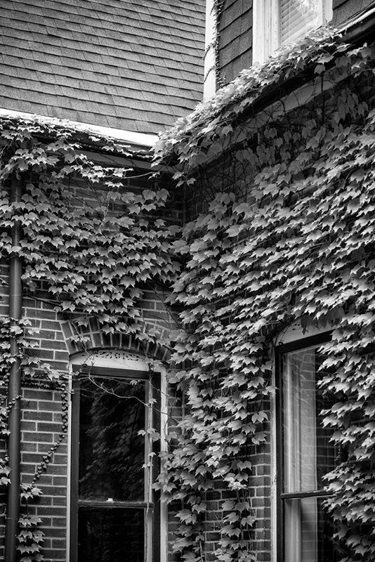Black and white photograph of the ivy-covered walls of an old house in the historic district of St. Charles, Missouri.