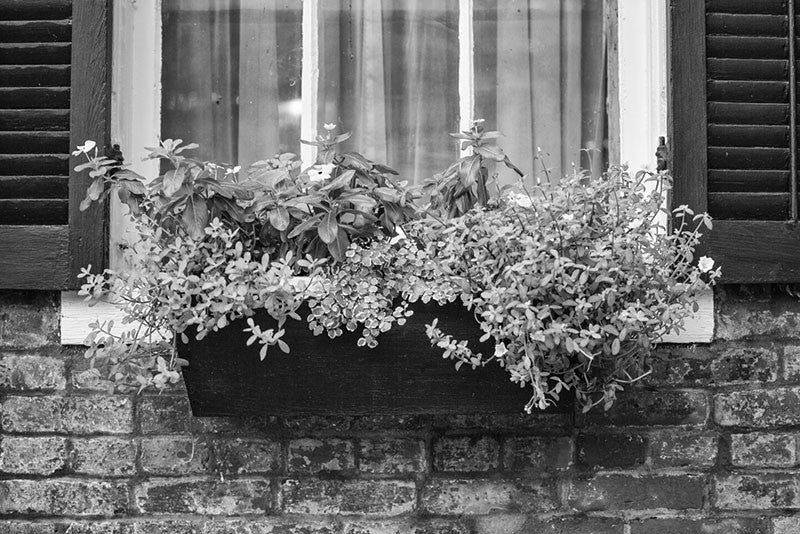 Black and white photograph of flowers blooming in a window box on a historic building in St. Charles, Missouri.