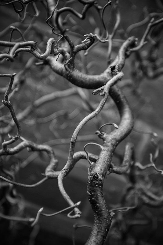 Black and white detail photograph of the gnarly and curly branches of a tree that looks like a universe unto itself.
