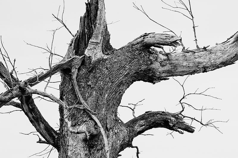 Black and white photograph of a big, broken old tree against the white of a winter sky.