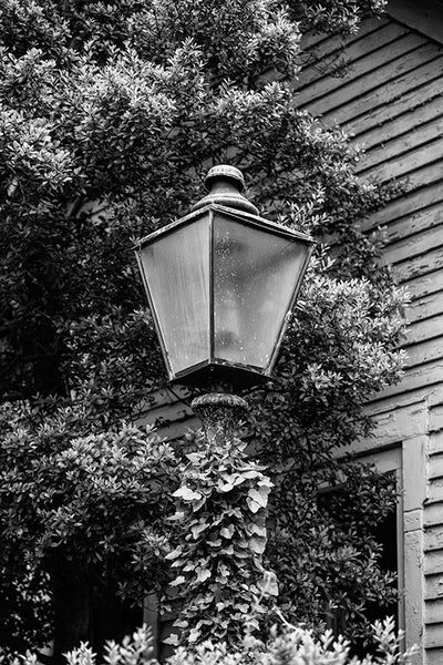 Black and white photograph of a vintage lamp draped in climbing ivy, in the lawn of a historic house in Franklin, Tennessee. 