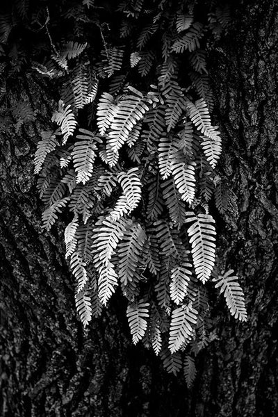 Black and white photograph of a tree with ferns growing from its bark.