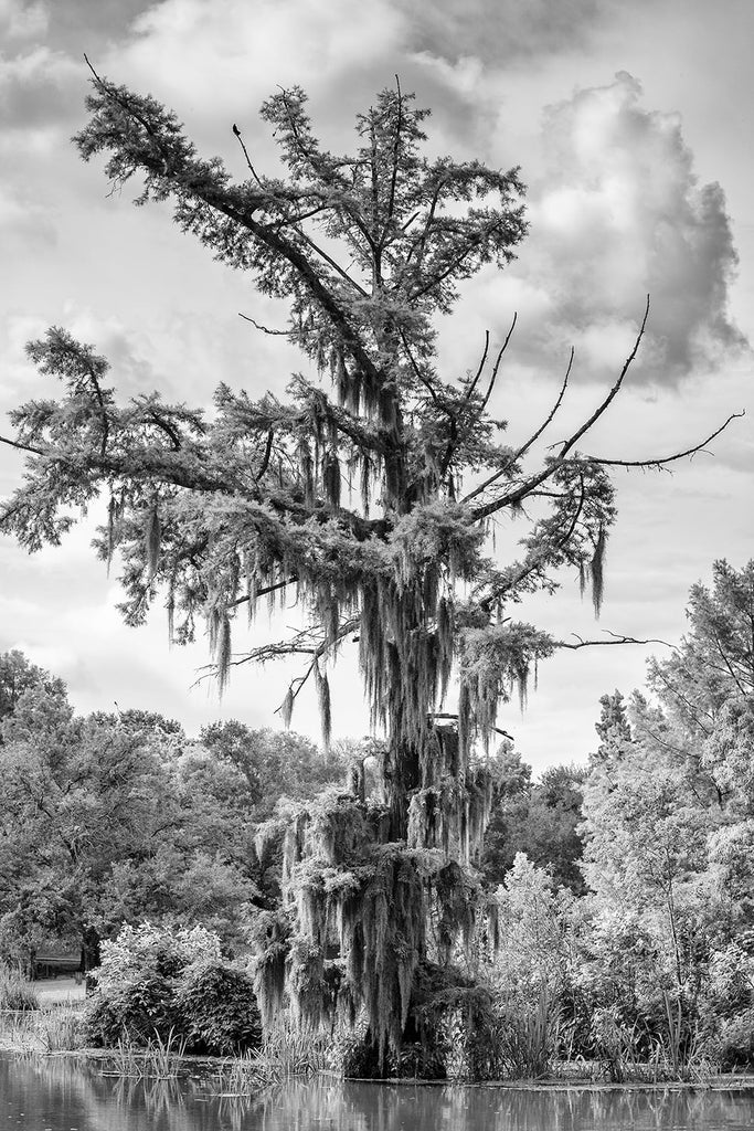 Black and white landscape photograph of big bayou tree draped with Spanish moss in a southern wetland.