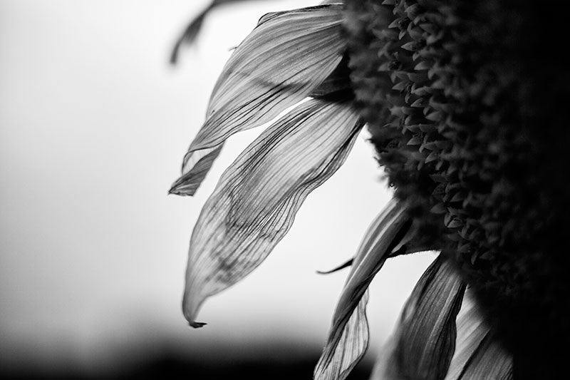 Black and white detail photograph of the textured petals of an aging sunflower in early morning.