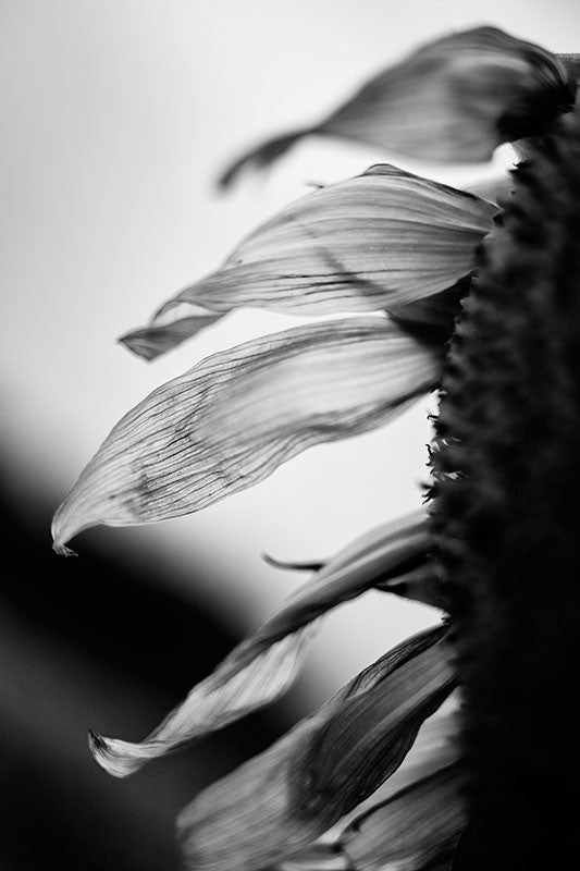 Black and white photograph of a sunflower in the early morning just before sunrise, with soft light shining through its translucent, withered petals.