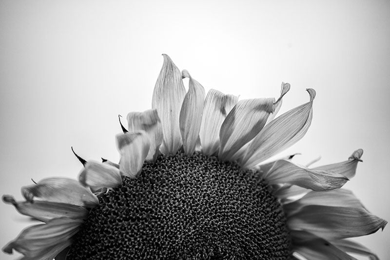 Black and white photograph of a sunflower in the early morning just before sunrise.