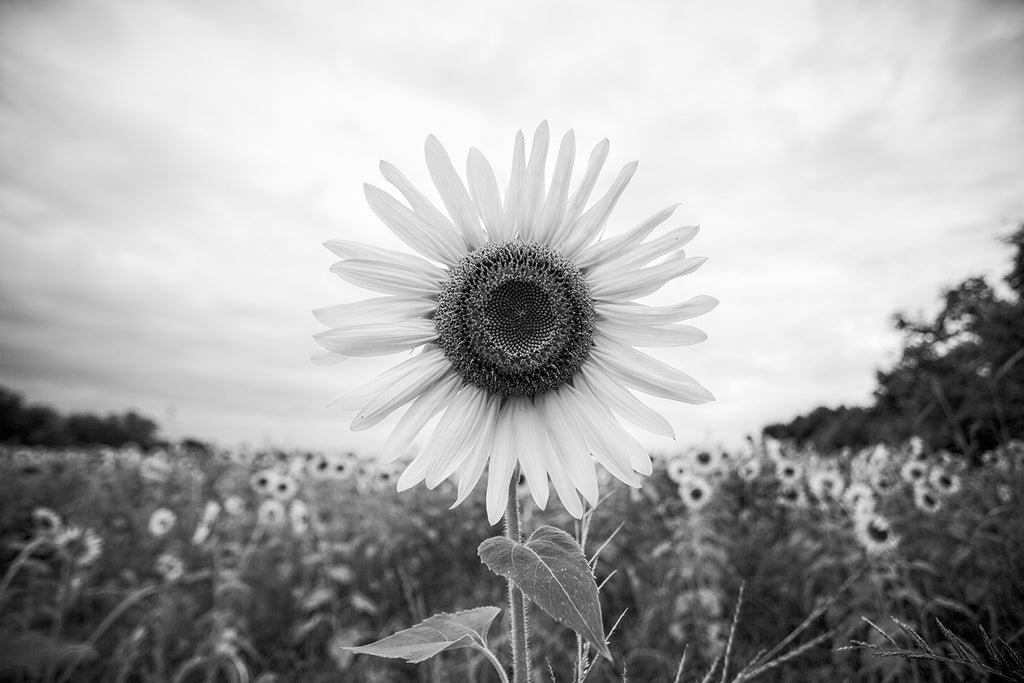 Black and white landscape photograph of a sunflower surrounded by a broad field of blossoms in early morning light.