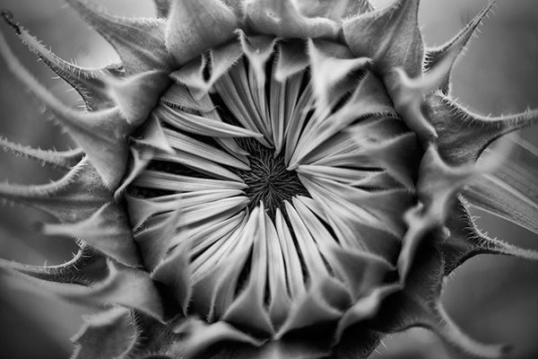 Black and white photograph of a closed sunflower blossom in early morning, waiting for sunshine to open up.