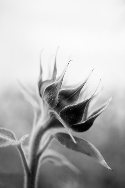 Black and white photograph of a new sunflower blossom, raising its head to greet a new day.