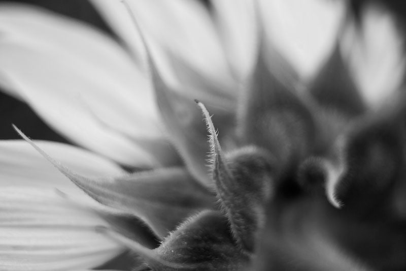 Black and white macro photograph of a fuzzy, curled leaf from the back of sunflower.  Note that because of the way this was photographed, only a small part of the image is in focus, and the rest is out of focus.