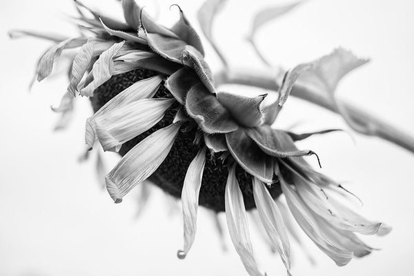 Black and white photograph of an aging sunflower with twisted and textured petals, seen from the side.