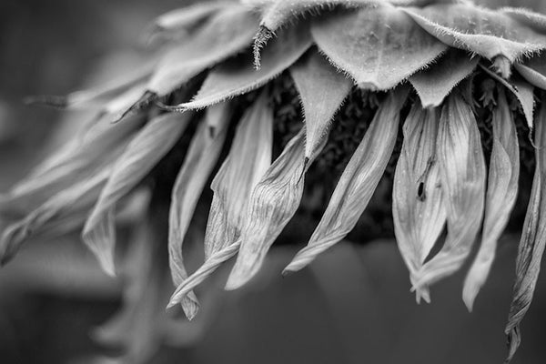Black and white detail photograph of the textured and withering petals of an aging sunflower.
